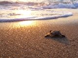 Foto: Omāna: bruņurupuču dzimtais krasts